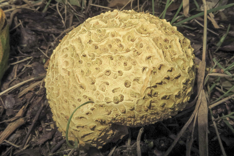 Common Earthball
Common Earthball - Scleroderma citrinium
Keywords: Autumn,bbwildalb,Brayton Barff,Common Earthball - Scleroderma citrinium,Fungi