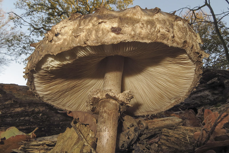 Shaggy Parasol
Shaggy Parasol - Macrolepiota rhacodes
Keywords: Autumn,bbwildalb,Brayton Barff,Fungi,Shaggy Parasol - Macrolepiota rhacodes