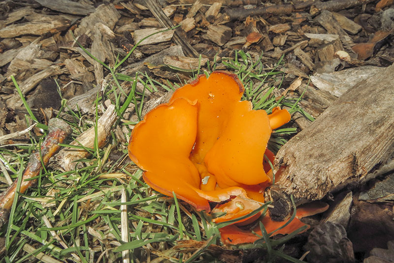 Orange Peel Fungus
Orange Peel Fungus - Aleuria aurantia
Keywords: Autumn,bbwildalb,Brayton Barff,Fungi,Orange Peel Fungus - Aleuria aurantia