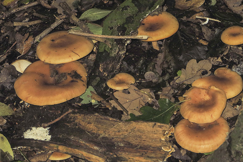 Orange Milkcap
Orange Milkcap - Lactarius aurantiacus
Keywords: bbwildalb,Brayton Barff,Fungi,Orange Milkcap - Lactarius aurantiacus