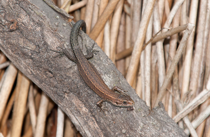 Keywords: Common Lizard,Skipwith Common,Yorkshire