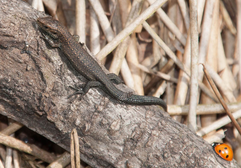 Keywords: Common Lizard,Skipwith Common,Yorkshire