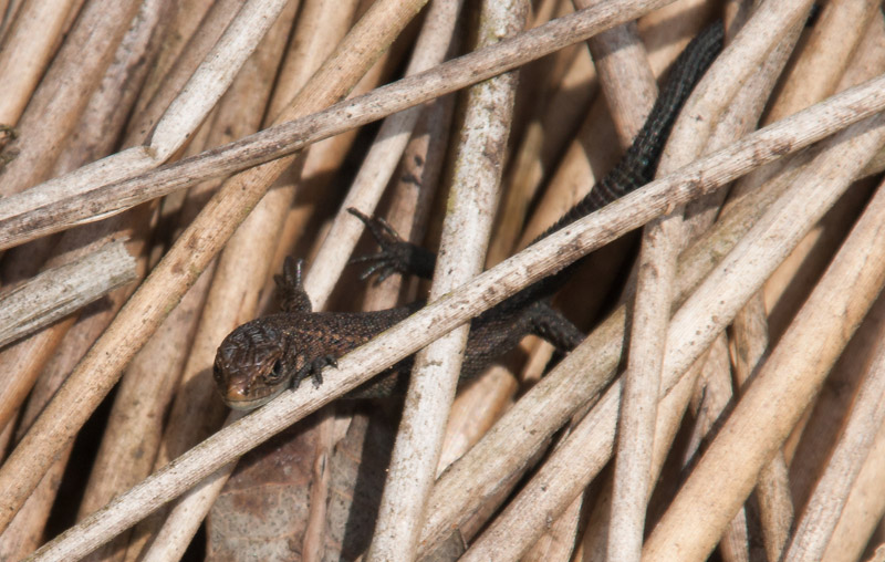 Keywords: Common Lizard,Skipwith Common,Yorkshire