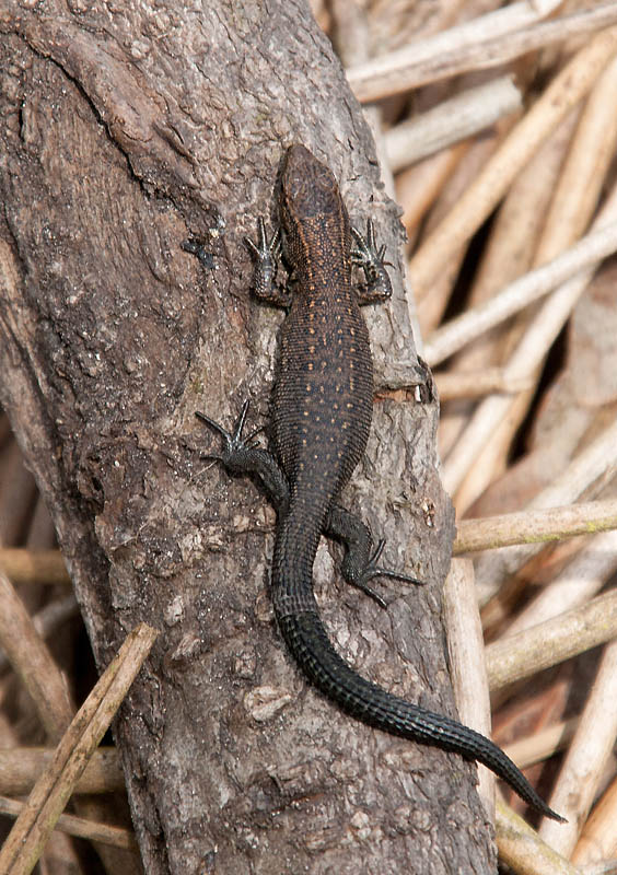 Keywords: Common Lizard,Skipwith Common,Yorkshire