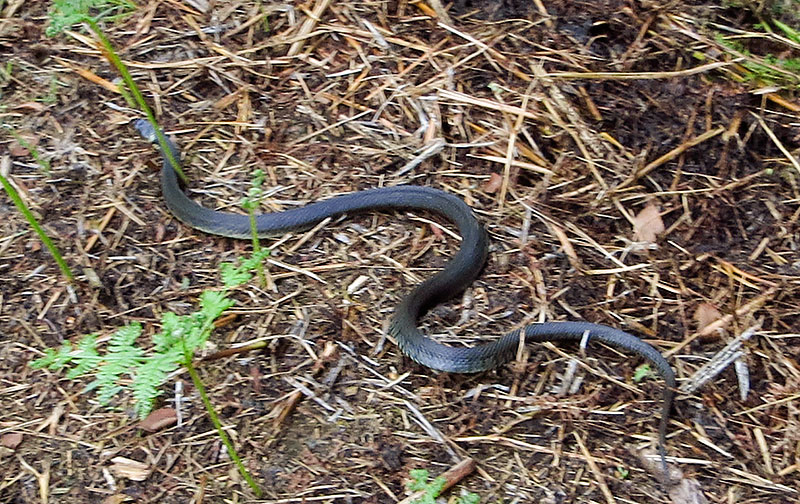 Grass Snake
Grass Snake, Natrix natrix
Keywords: bbwildalb,Brayton Barff,Grass Snake,Natrix natrix