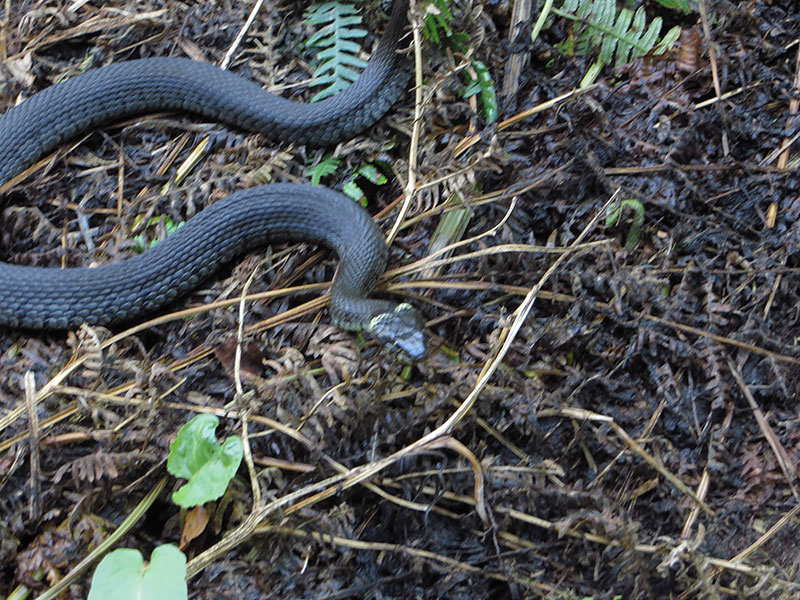 Grass Snake
Grass Snake, Natrix natrix
Keywords: bbwildalb,Brayton Barff,Grass Snake,Natrix natrix