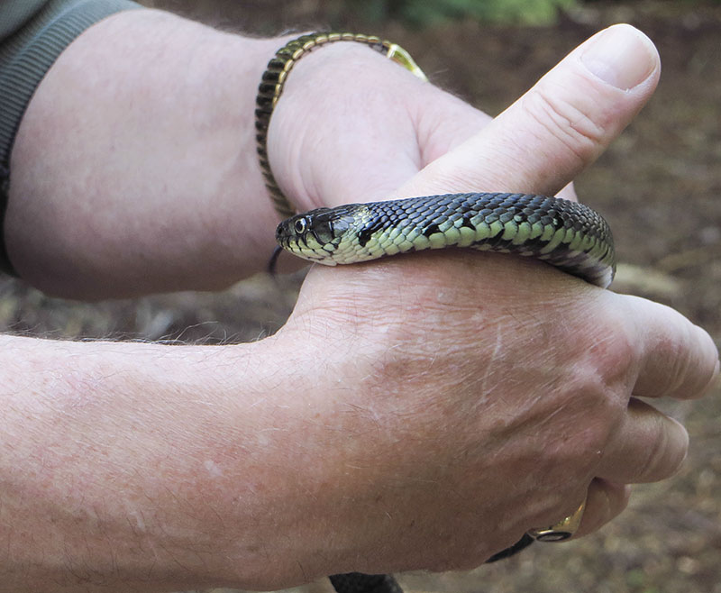 Grass Snake
Grass Snake, Natrix natrix
Keywords: bbwildalb,Brayton Barff,Grass Snake,Natrix natrix