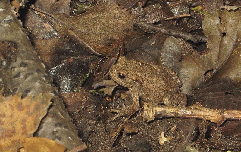 Juvenile Toad
Juvenile Toad
Keywords: bbwildalb,Brayton Barff,Common toad,Bufo bufo