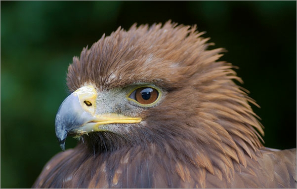 Golden Eagle Portrait