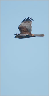 Marsh Harrier