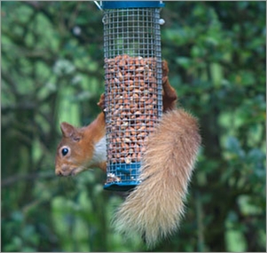 Red Squirell, Kirroughtree forest cottage