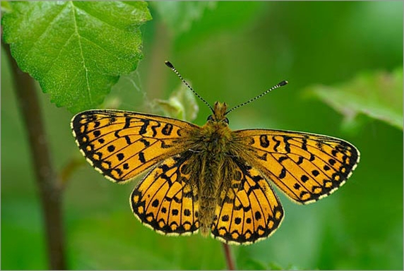 Small Pearl Bordered Fritillary