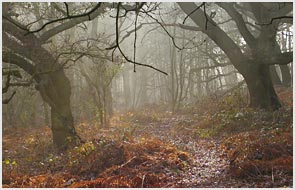 An Autumn morning, Brayton Barff