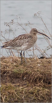 Curlew