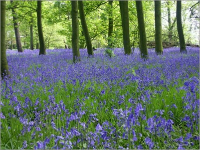 Brayton Barff Bluebells